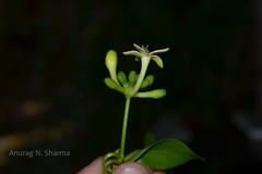 Morinda tinctoria